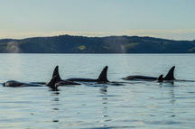 Witness marine species around Auckland Harbour Witness marine species around Auckland Harbour